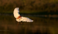 Squacco heron - Jacana