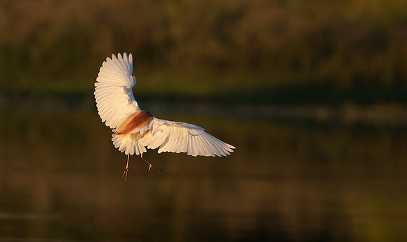 Squacco heron - Jacana