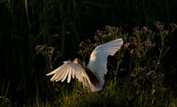 Squacco heron - Jacana
