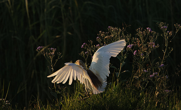 Squacco heron - Jacana