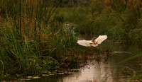 Squacco heron - Jacana