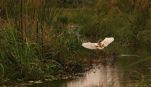 Squacco heron - Jacana
