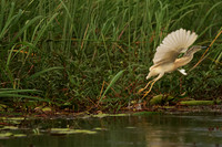Squacco heron - Jacana