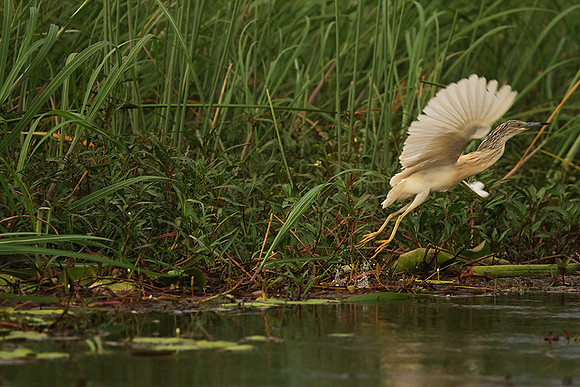 Squacco heron - Jacana