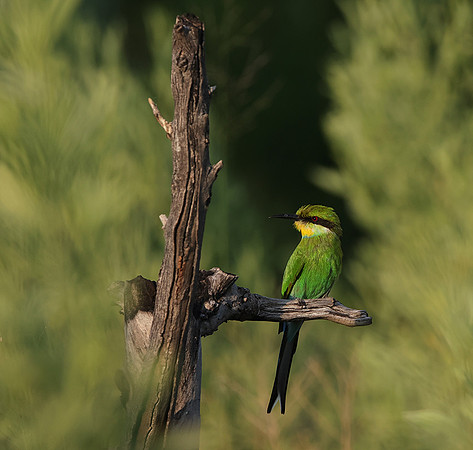 Swallow-tailed bee-eater - Nxabega
