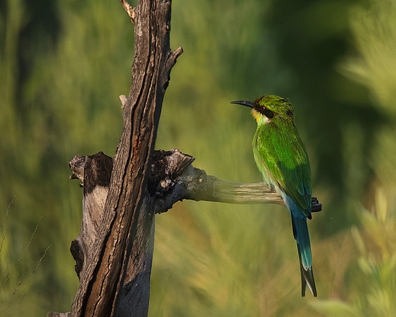Swallow-tailed bee-eater - Nxabega