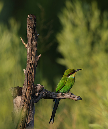 Swallow-tailed bee-eater - Nxabega