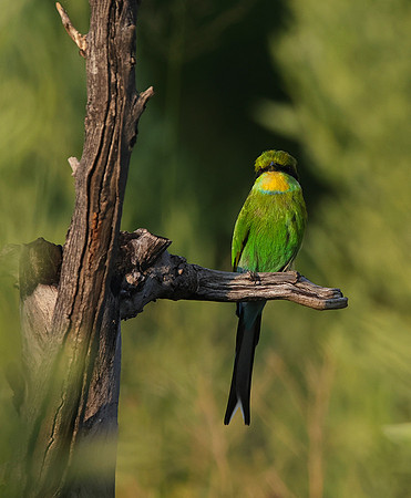 Swallow-tailed bee-eater - Nxabega