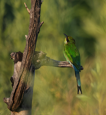 Swallow-tailed bee-eater - Nxabega