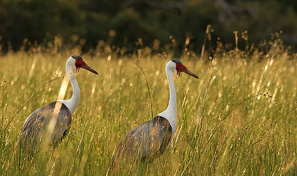 Wattled cranes - Jacana