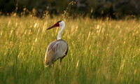 Wattled cranes - Jacana
