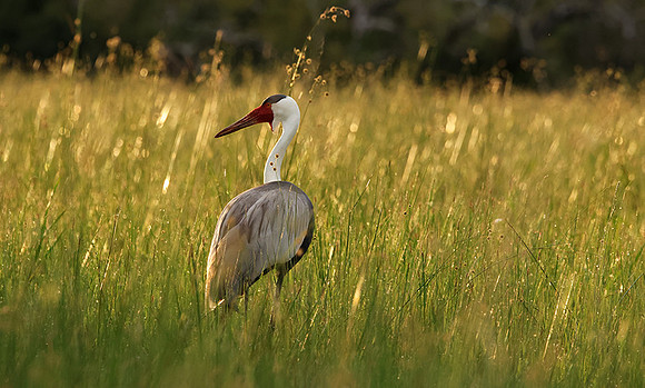 Wattled cranes - Jacana