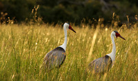 Wattled cranes - Jacana