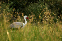 Cranes