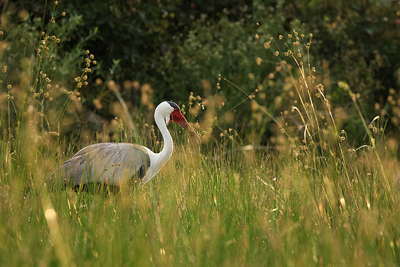 Wattled cranes - Jacana