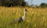 Wattled cranes - Jacana