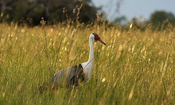 Wattled cranes - Jacana
