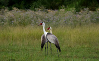 Wattled cranes - Jacana