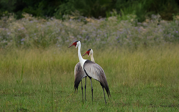 Wattled cranes - Jacana