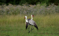 Wattled cranes - Jacana