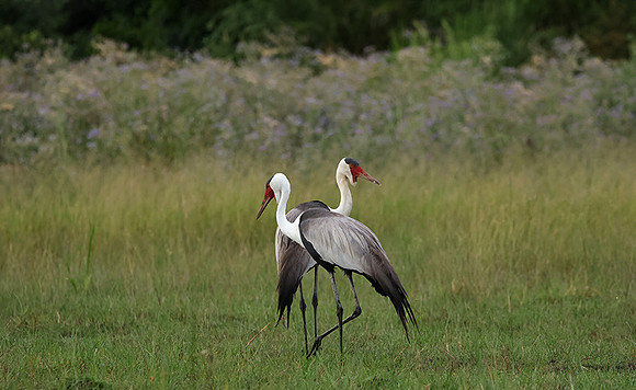 Wattled cranes - Jacana