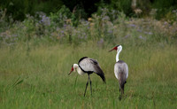 Wattled cranes - Jacana