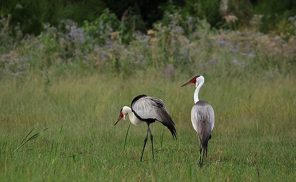 Wattled cranes - Jacana