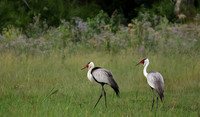 Wattled cranes - Jacana