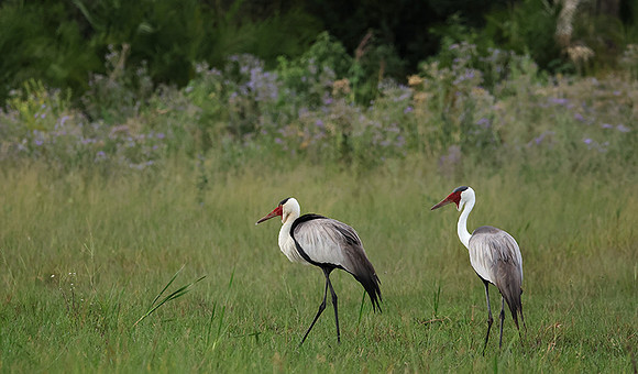 Wattled cranes - Jacana