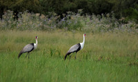 Wattled cranes - Jacana
