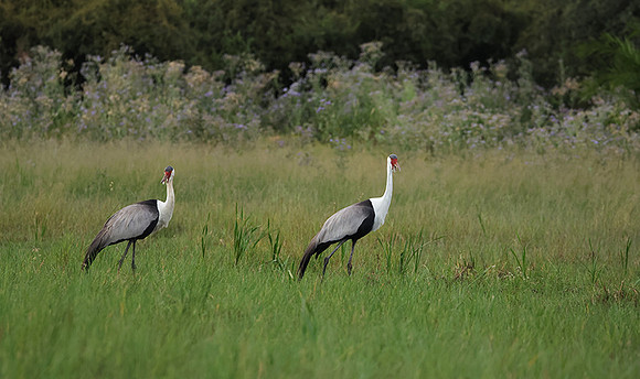 Wattled cranes - Jacana