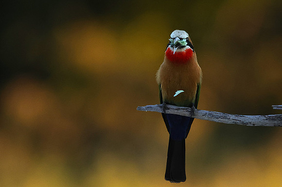White-fronted bee-eaters- Xigera