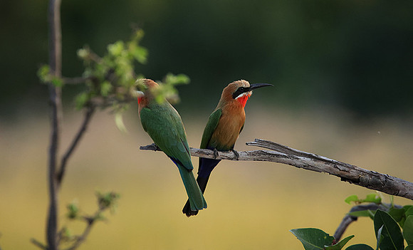 White-fronted bee-eaters- Xigera