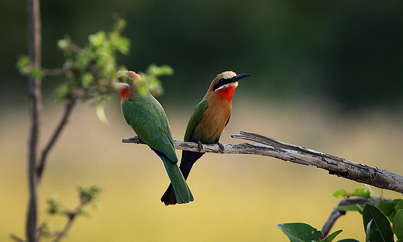 White-fronted bee-eaters- Xigera