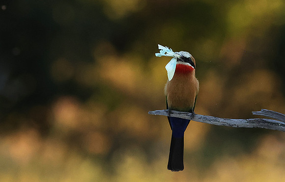 White-fronted bee-eaters- Xigera