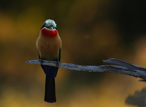 White-fronted bee-eaters- Xigera