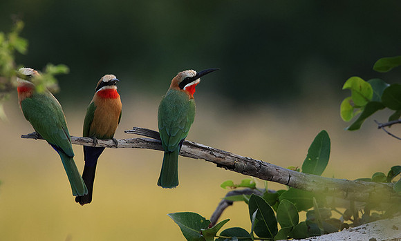 White-fronted bee-eaters- Xigera