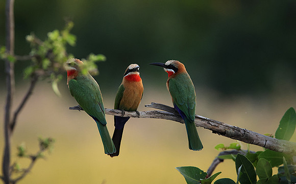 White-fronted bee-eaters- Xigera
