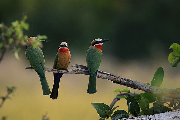 White-fronted bee-eaters- Xigera