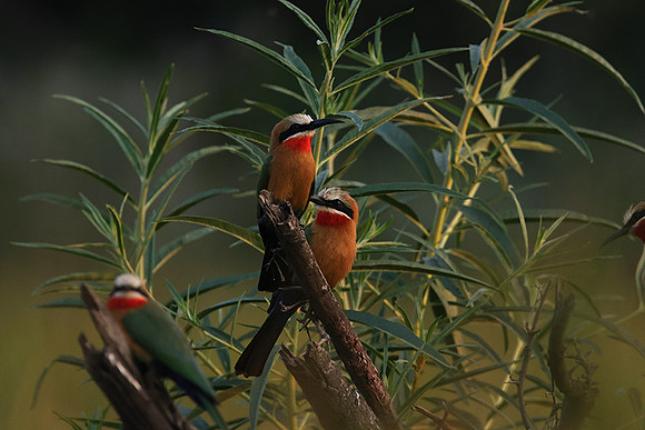 White-fronted bee-eaters- Xigera