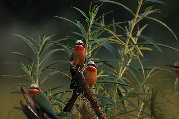 White-fronted bee-eaters- Xigera