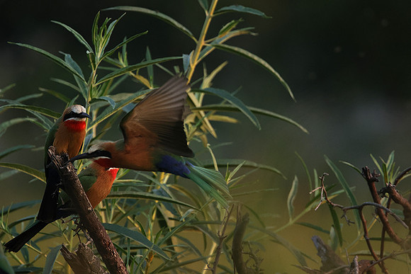 White-fronted bee-eaters- Xigera