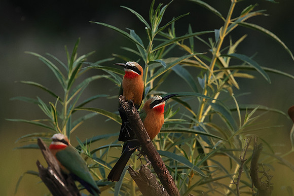 White-fronted bee-eaters- Xigera