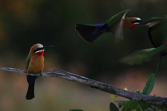 White-fronted bee-eaters- Xigera