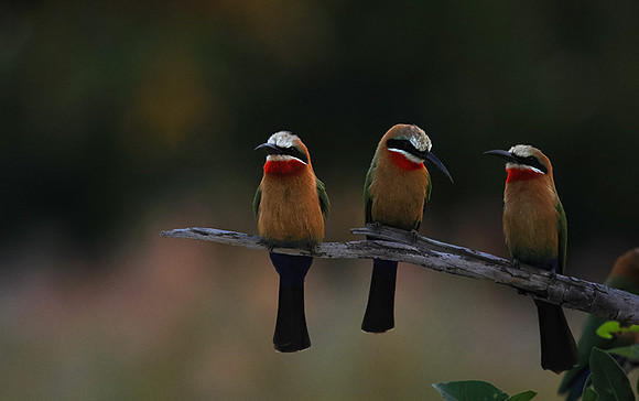 White-fronted bee-eaters- Xigera