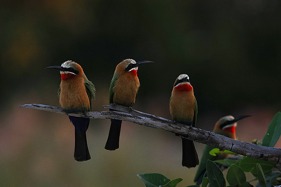 White-fronted bee-eaters- Xigera
