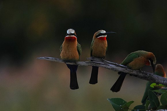 White-fronted bee-eaters- Xigera