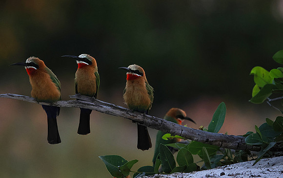 White-fronted bee-eaters- Xigera
