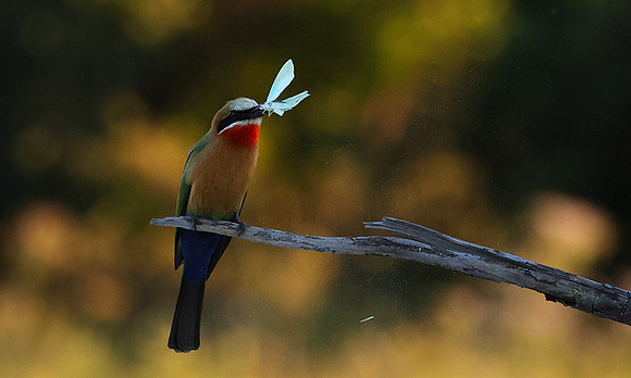 White-fronted bee-eaters- Xigera