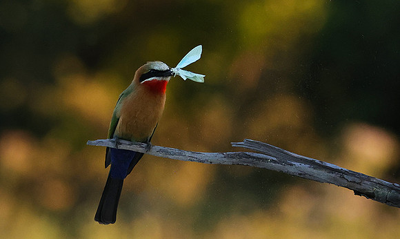 White-fronted bee-eaters- Xigera